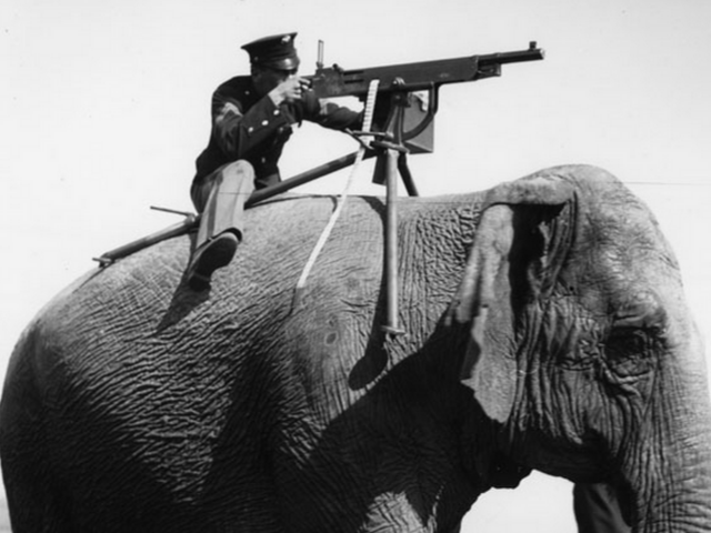 man on elephant with gun
