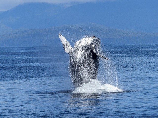 9 Facts about Whales