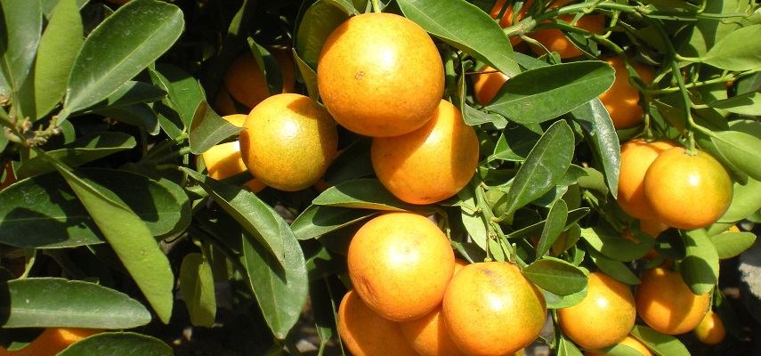 Brighten Up Winter with Citrus