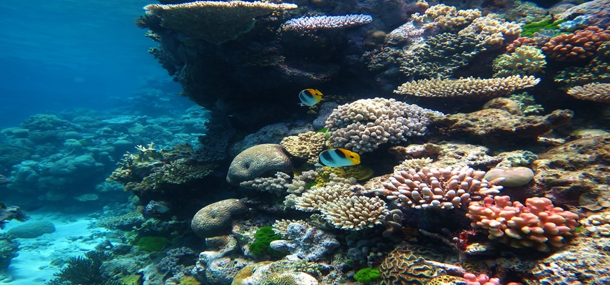 7 Facts about the Great Barrier Reef