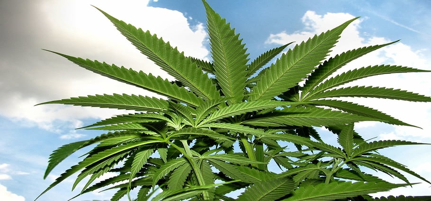 Why Cannabis Oil Is on Every Smart Investor’s Radar