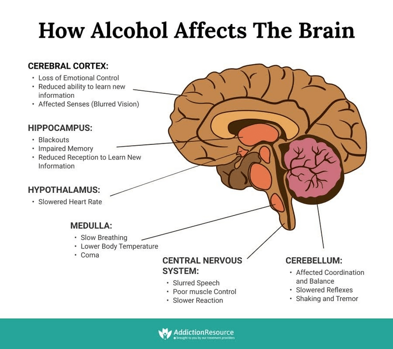 How Alcohol Affects The Brain Tfe Times