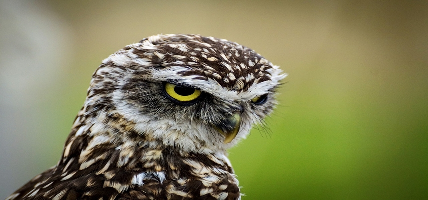 90 Animals Ranked By Eyesight And How They Compare To Humans