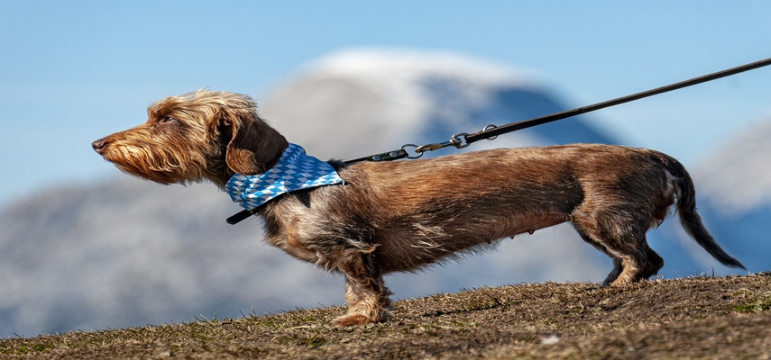 How To Stop Your Dog From Pulling On A Leash