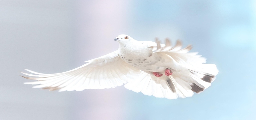 Peace Index